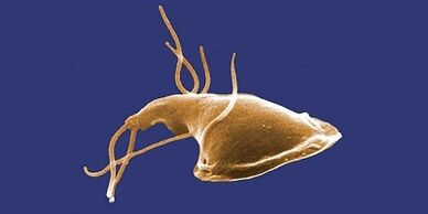 Parasites in the human body