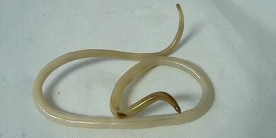 Which parasites can live in the human body