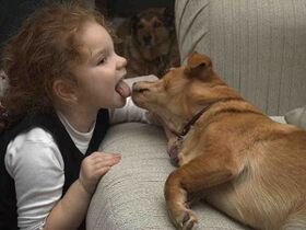 The child kissed the dog and became infected with parasites