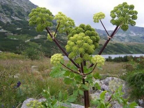 Angelica fights parasites in the human body
