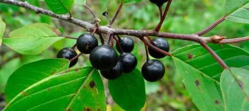Buckthorn bark fights parasites in the body
