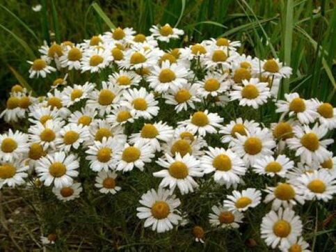 Chamomile fights parasites in the body