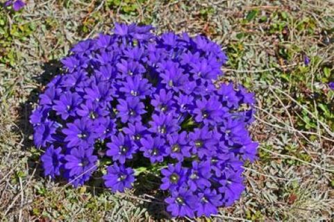 Fever originates from parasites in the body