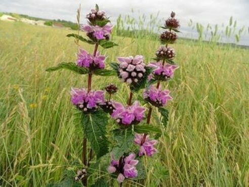 Iron ore plants from parasites in the body