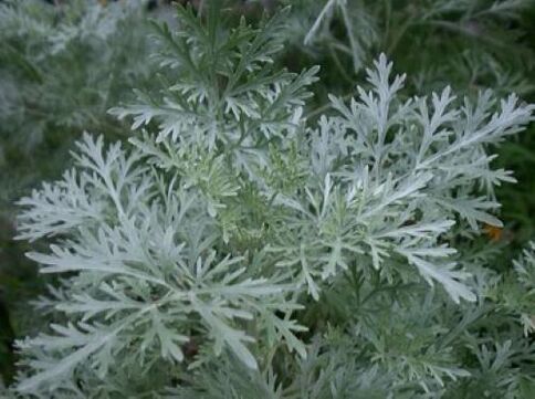 Mugwort kills parasites in the body