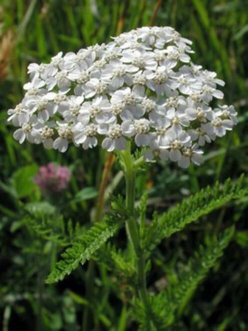 Yarrow fights parasites in the body