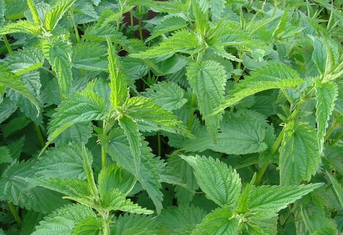 Stinging nettle fights parasites in the body