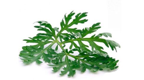 Mugwort to remove parasites from the body
