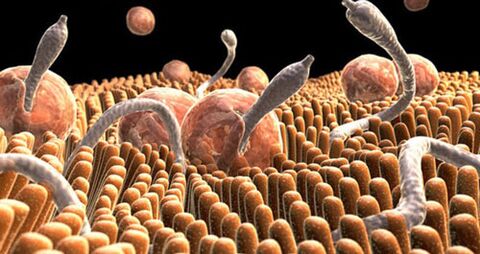 parasites in the human body