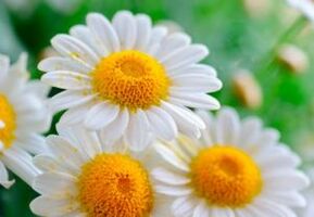 Healing chamomile - a means to get rid of worms