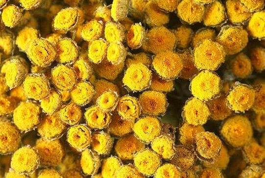 Tansy contains toxins that are toxic to humans