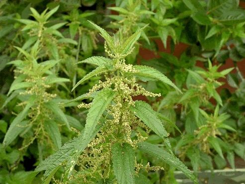 nettle to cleanse the body of parasites