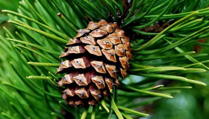 pine cones to remove parasites