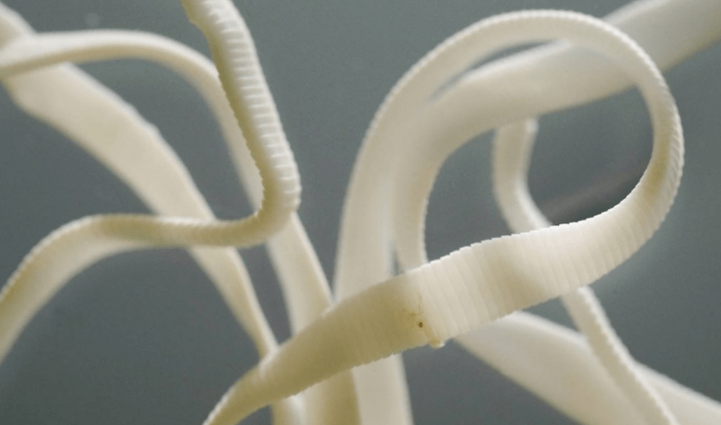 A tapeworm reaches impressive lengths