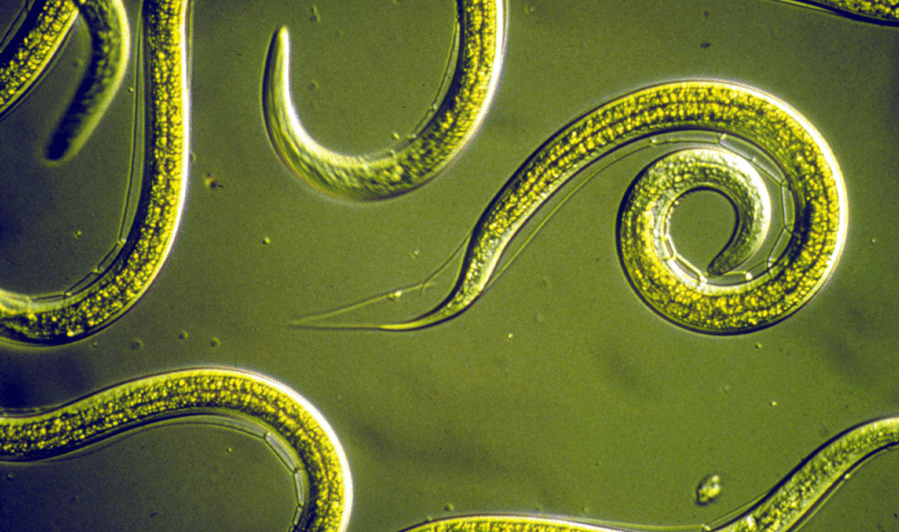 Nematodes - roundworms