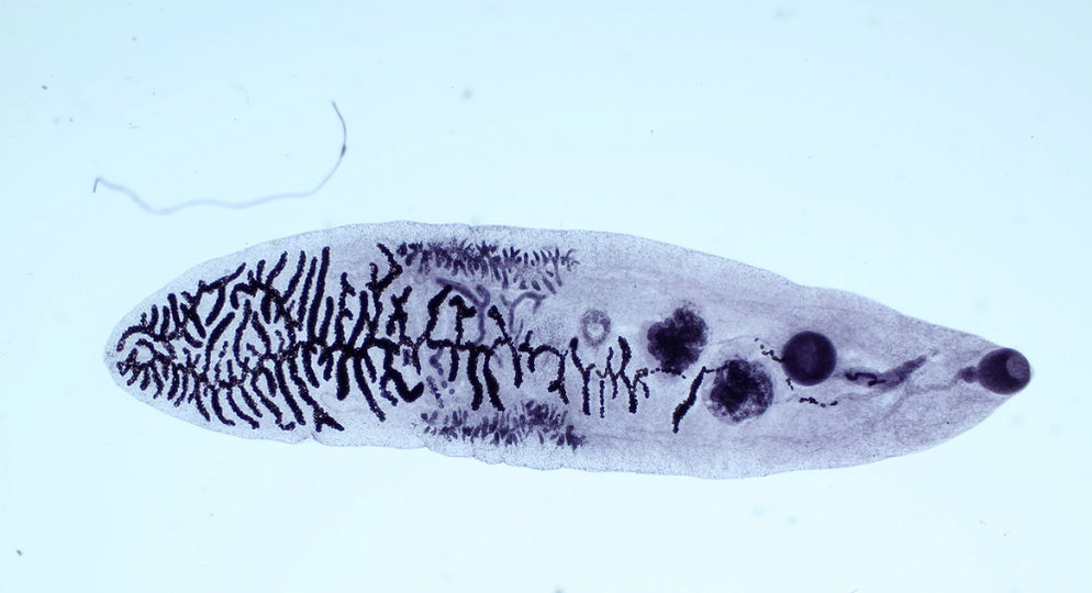 Parasites belonging to the class trematodes (trematodes)
