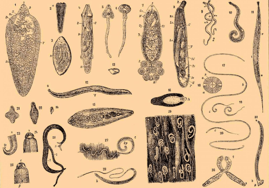 Types of worms live in the body